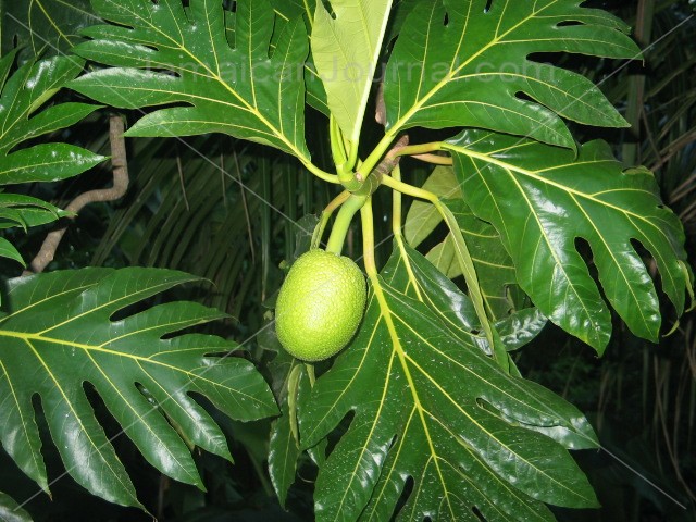 Breadfruit_Tree.JPG