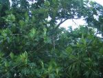 Breadfruit_Tree_2.JPG